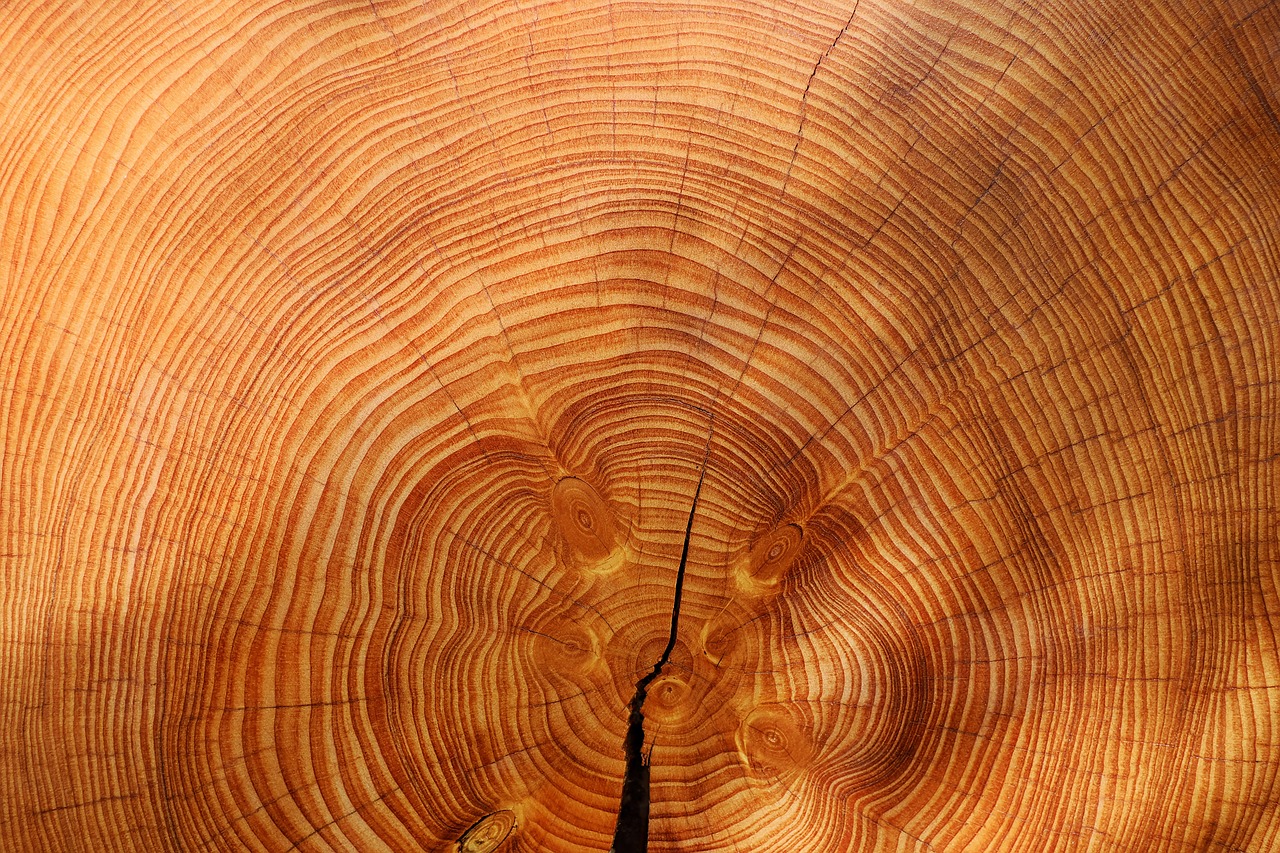 Instrumentos Musicales de Madera: ¿Cuáles son los más Populares?