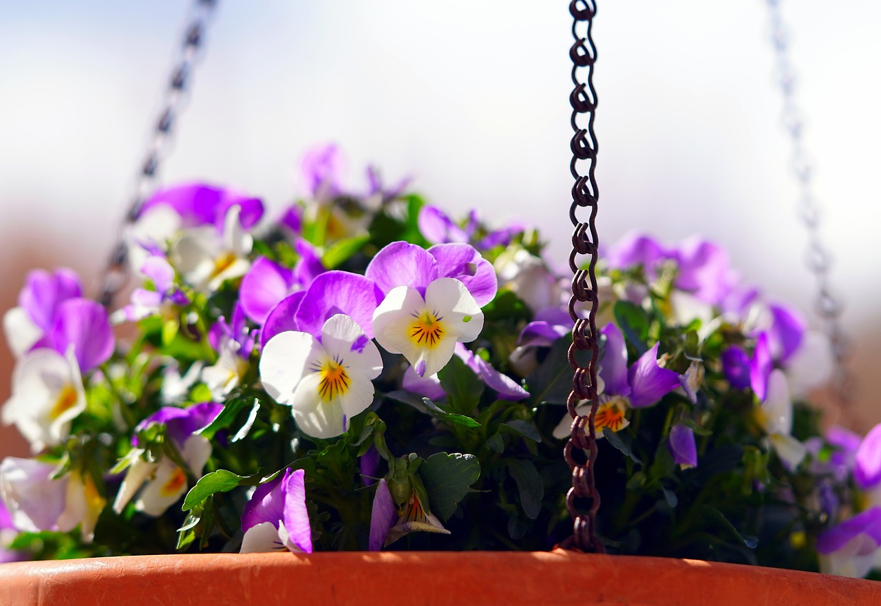 ¿De dónde proviene la viola?
