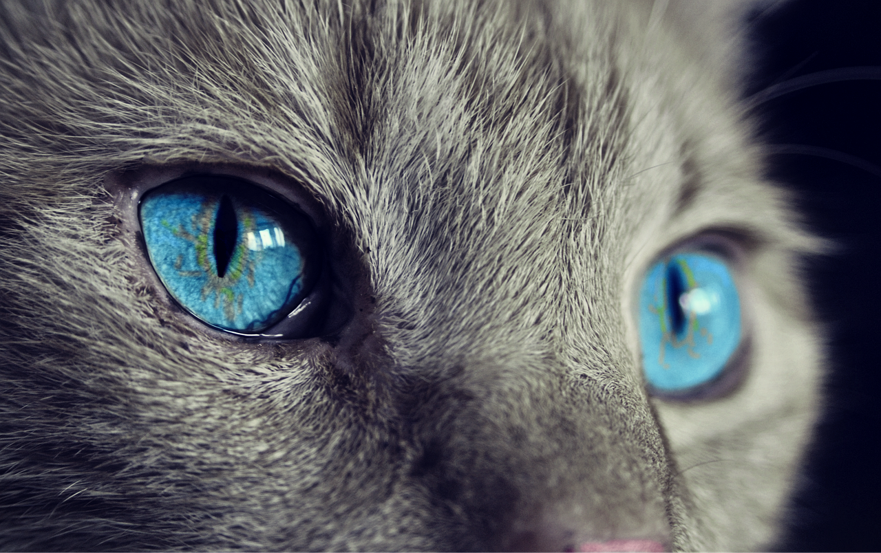 Descubriendo las cualidades de la cuerda de tripa de gato
