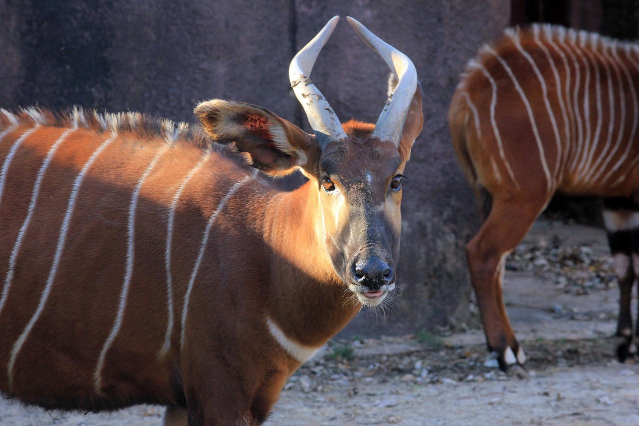 ¿Cuál es el Nombre del Bongo Grande?
