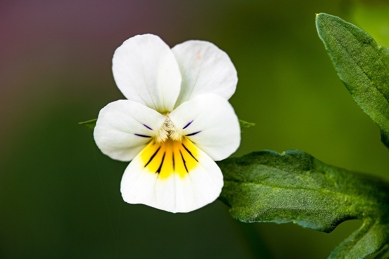 ¿Cuál es el Tamaño de una Viola de 16 Cuerdas?