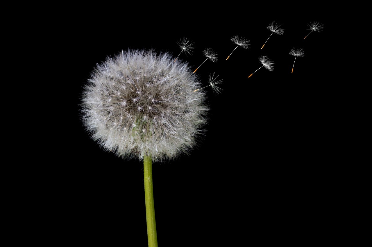 Características de los Instrumentos de Viento: ¿Qué debes saber?