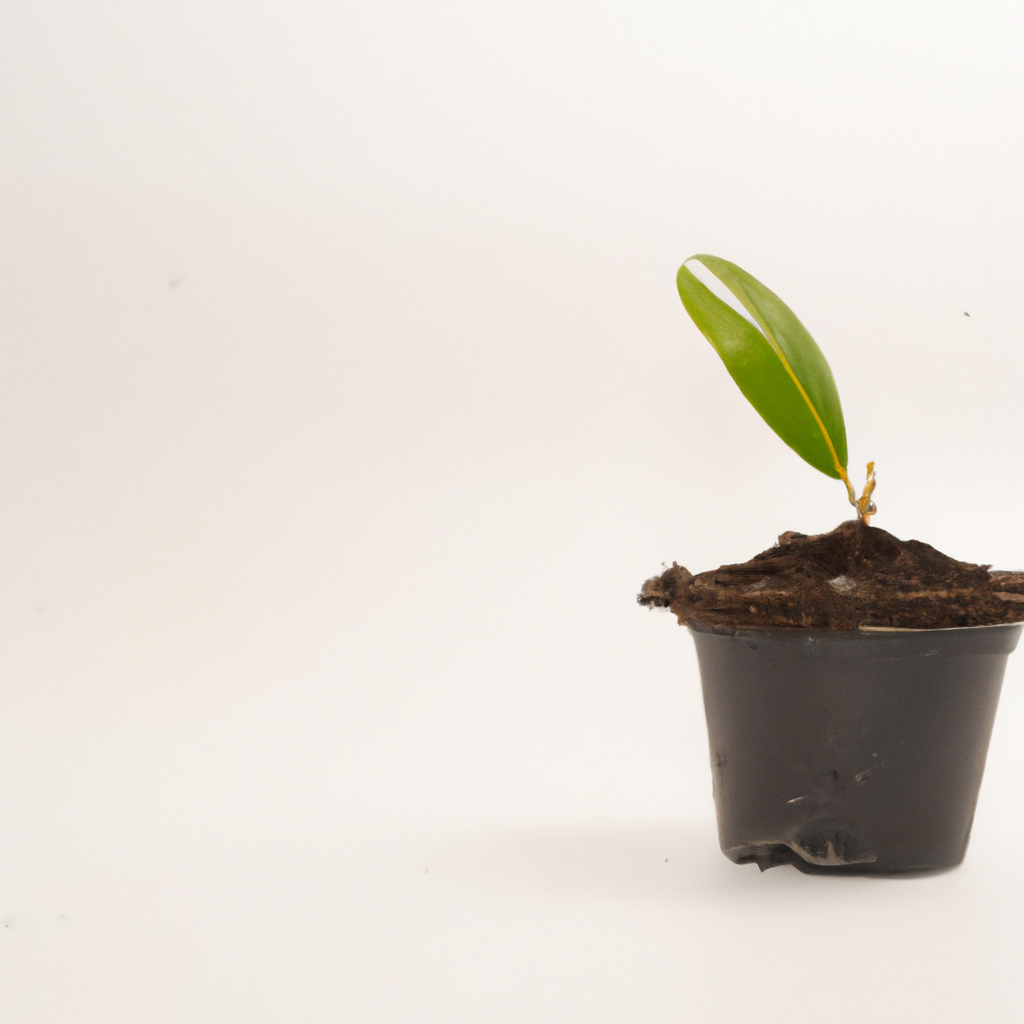 ¿Cómo realizar una Talea para mejorar el crecimiento de la planta?